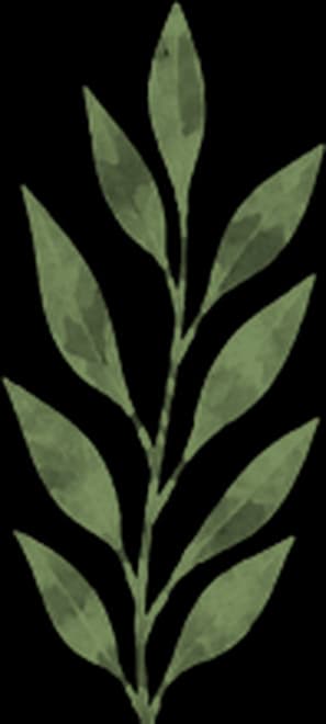olive illustration